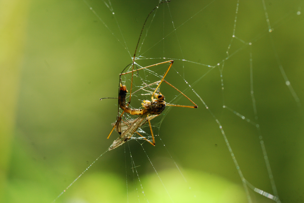 macro_021 .jpg